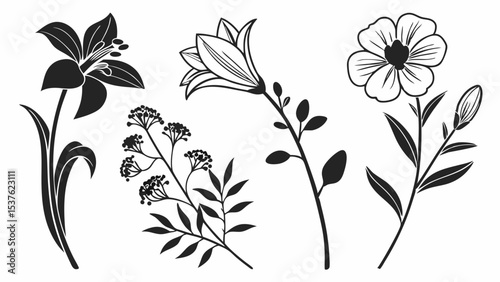 Elegant Floral Illustrations Lilies, Blossoms, and Botanical Line Art