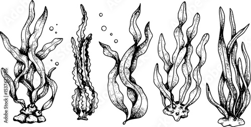 Set of Seaweeds. Hand drawn Vector illustration of Algae and laminaria on white isolated background in outline style. Underwater drawing painted by black inks. Engraving for food or cosmetic label.