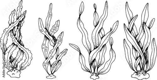Set of Seaweeds. Hand drawn Vector illustration of Algae and laminaria on white isolated background in outline style. Underwater drawing painted by black inks. Engraving for food or cosmetic label.