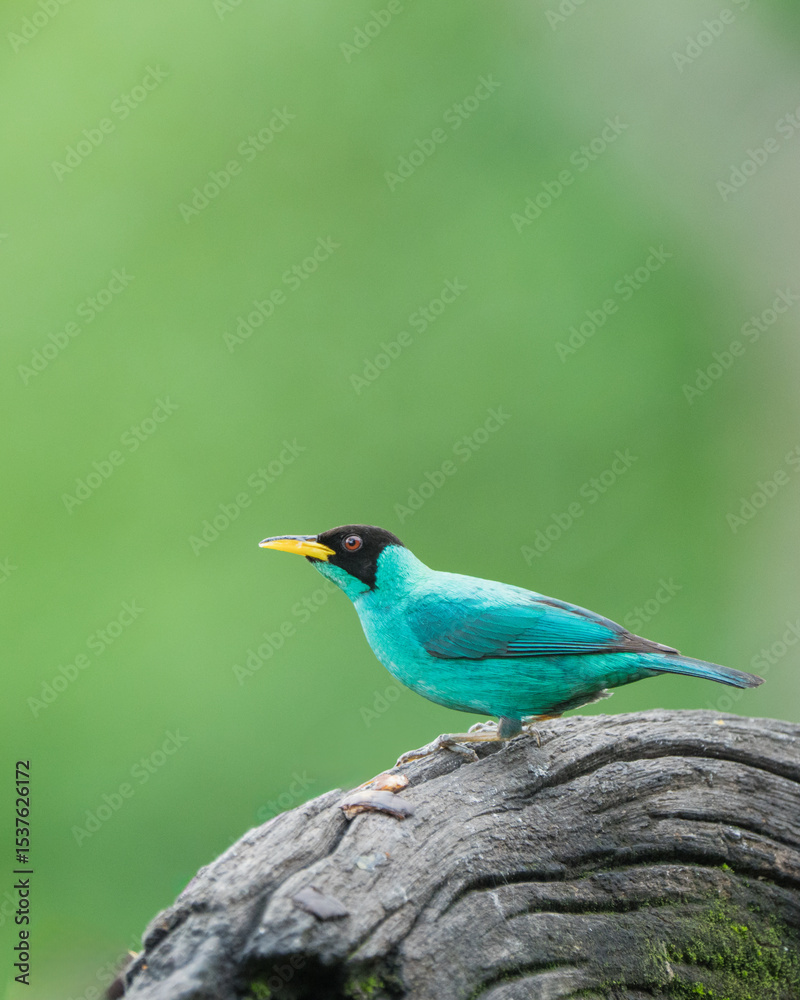 Fototapeta premium The Green Honeycreeper (Male)