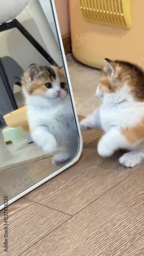 Cat playing with mirror