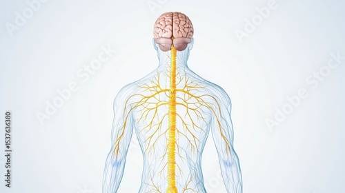 A detailed illustration of the human nervous system with highlighted neurons and synapses, set against a plain, light background