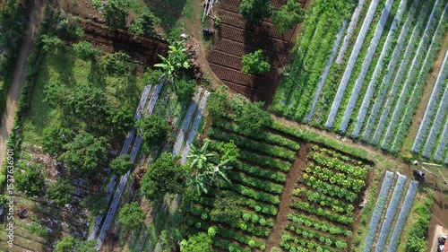 Aerial view of vegetable farm with various crop rows and tropical plants