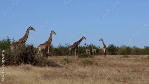 a tower of giraffes, all very alert.