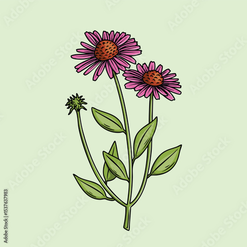 Purple Cone Flower Illustration Botany