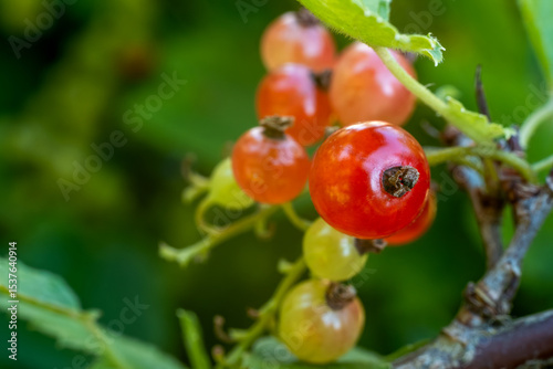 Vibrant red currant in sharp focus, surrounded by blurred unripe berries and green leaves. Natural textures and authentic imperfections. Captured in an Estonian garden in early July evening light.