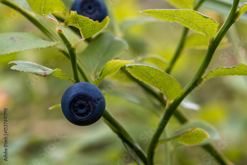 Single ripe blueberry in sharp focus on branch against blurred forest background of green foliage. Soft evening light highlights berry in natural habitat, Narva-Jõesuu, Estonia, late July.