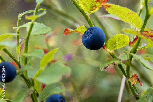 Ripe blueberry in sharp focus, revealing natural dirt on leaves and reddish-brown ripening spots. Expressive light and shadow play. Wild forest setting near Narva-Jõesuu, Estonia, late July evening.
