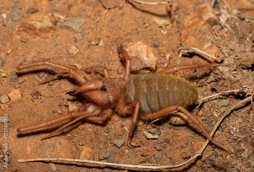 Close-up of a beautiful Red-legged solifuge (Solpugema sp) looking for food in the wild in the Eastern Cape, South Africa