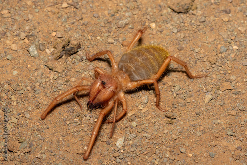 Close-up of a beautiful Red-legged solifuge (Solpugema sp) looking for food in the wild in the Eastern Cape, South Africa