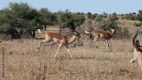 Impala rams are having a party