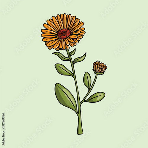 Delicate Yellow Calendula Flower Illustration