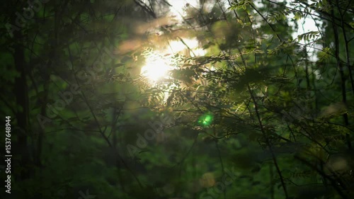 Green Forest. Sun over trees in forest