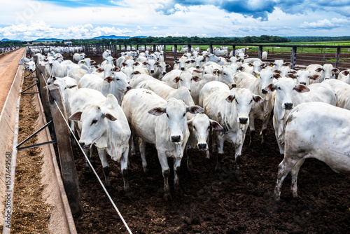 Nelore cattle herd in a Brazilian farm corral. The Nelore breed is known for its adaptability to tropical climates and meat production