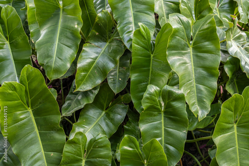 Fototapeta premium Close-up of lush, green Philodendron hederaceum leaves, showcasing their glossy texture and heart shape in Btazil. Ideal for botany, gardening, and nature-themed visuals.
