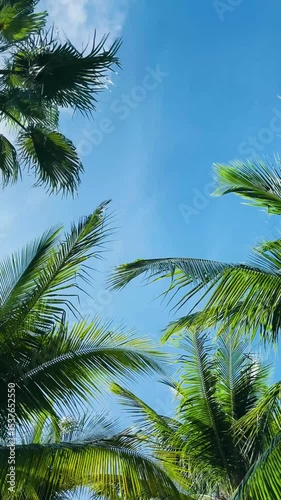 Wallpaper Mural Swaying green palm leaves on vibrant blue sky, looking up view Torontodigital.ca