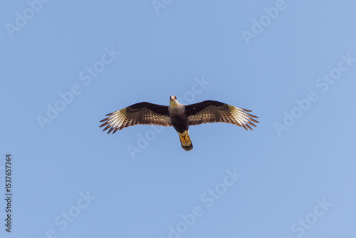 Crested caracara (Caracara plancus) flying in the blue sky.