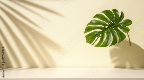 Monstera leaf against soft pale yellow background