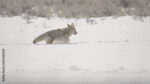 Coyote walking through deep snow sunny Yellowstone National Park 