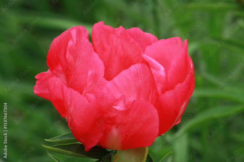 Obraz premium A Tender Blossom Bathed in Coral-Pink Light