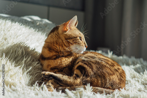 Bengal kitty cat laying on the white fury blanket indoors