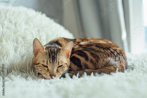 Bengal kitty cat laying on the white fury blanket indoors