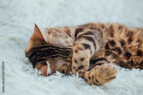 Bengal kitty cat laying on the white fury blanket indoors