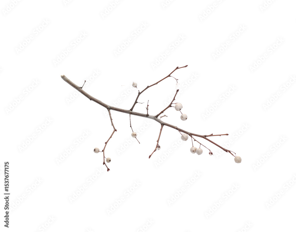 Fototapeta premium Delicate twig with clustered white berries and remnants of snow clinging to its branches