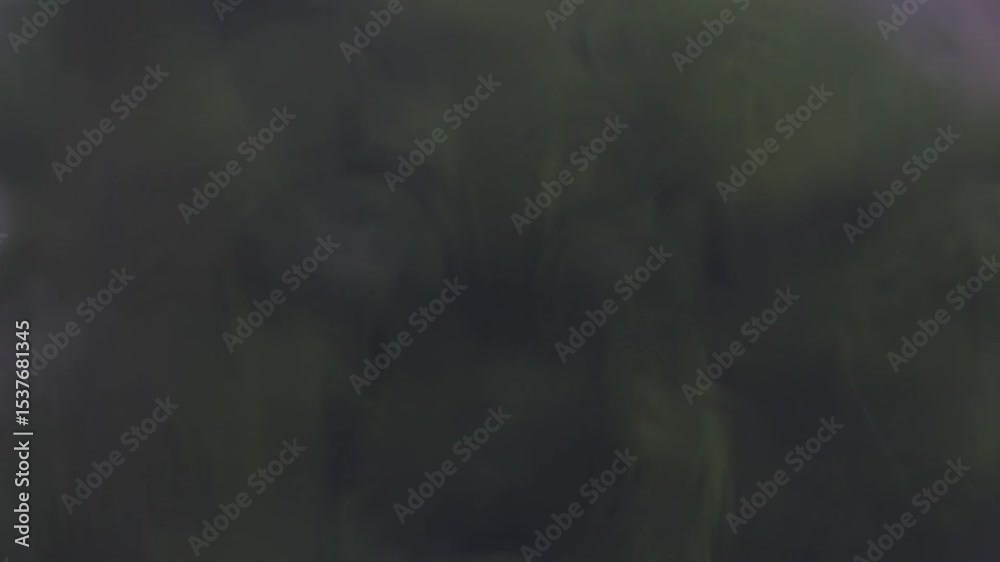 blurry rain in the glass with forest background