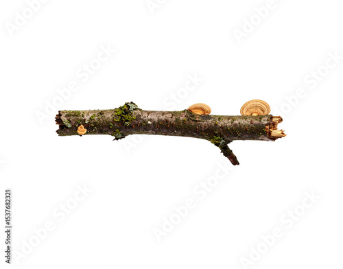 Mossy branch with bracket fungi showing textures and natural decay photo