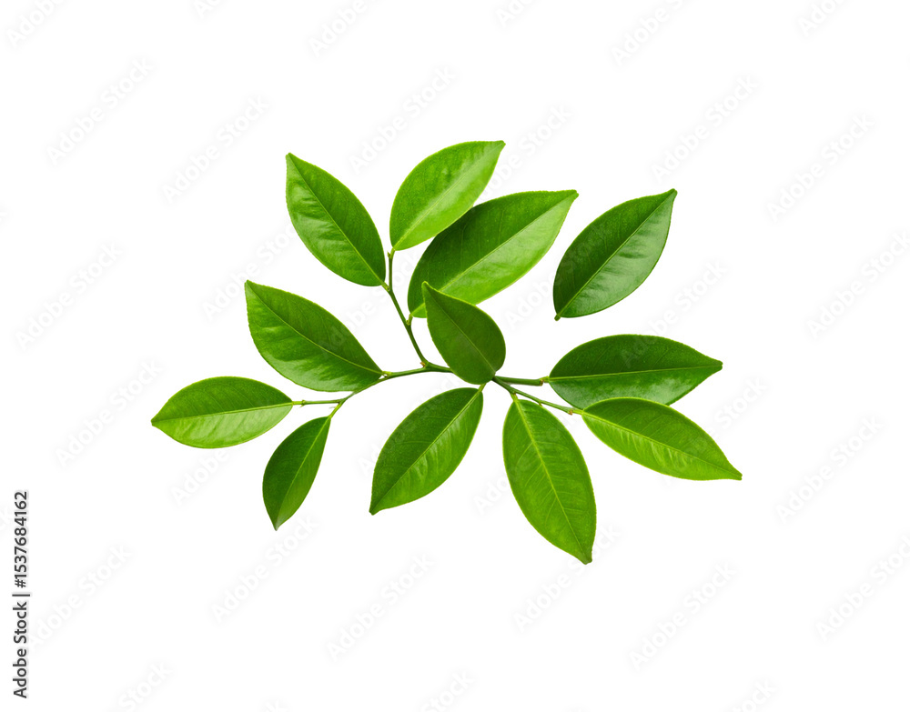 Naklejka premium Vibrant green citrus leaves arranged on a stem showcasing natural textures