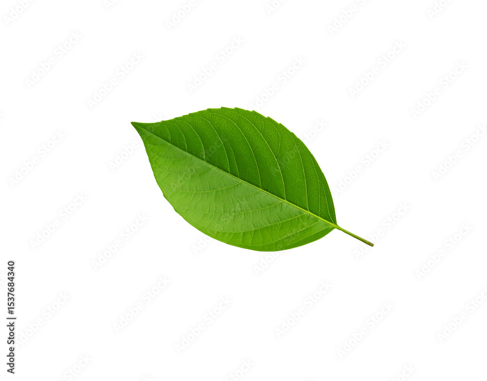 Fototapeta premium Vibrant green leaf with detailed venation and a slender stem isolated