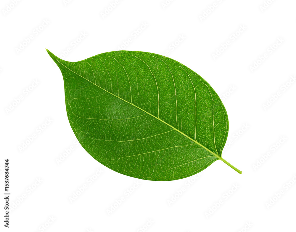 Obraz premium Vibrant green leaf with intricate vein patterns and pointed tip isolated