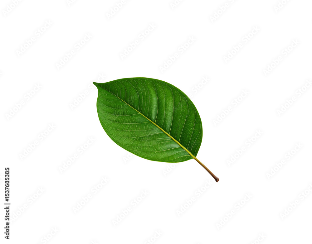 Fototapeta premium Vibrant green leaf with prominent veins and a slender brown stem