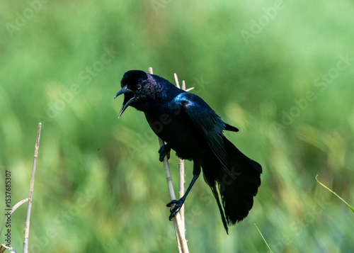 A Grackle