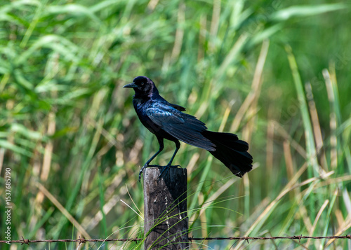 A Grackle