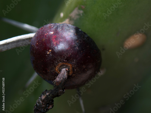 Garambullo fruit growing on Myrtillocactus geometrizans in natural habitat during daylight