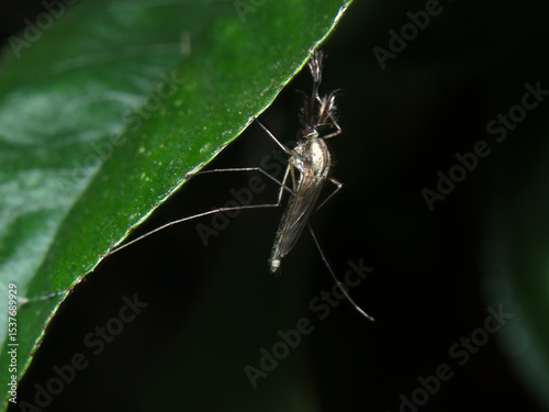 Mosquito resting on a green leaf in a dark environment during nighttime