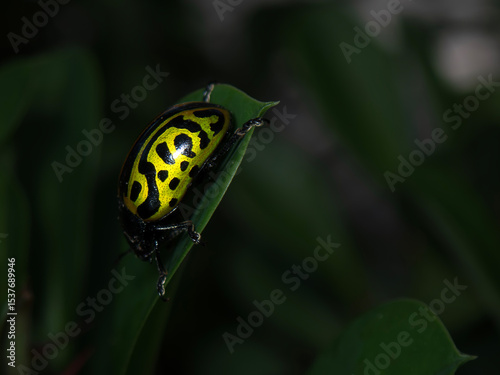 Vibrant Calligrapha mexicana beetle resting on green leaf in rainforest habitat