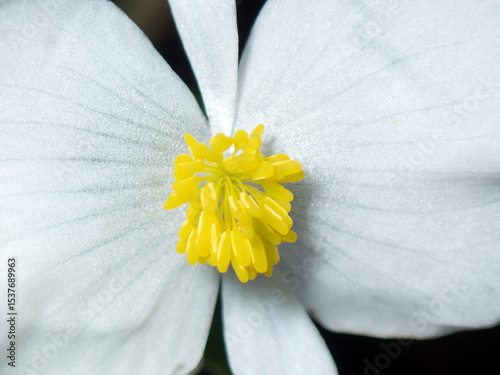 Close-up view of a delicate white flower showcasing vibrant yellow stamen in nature