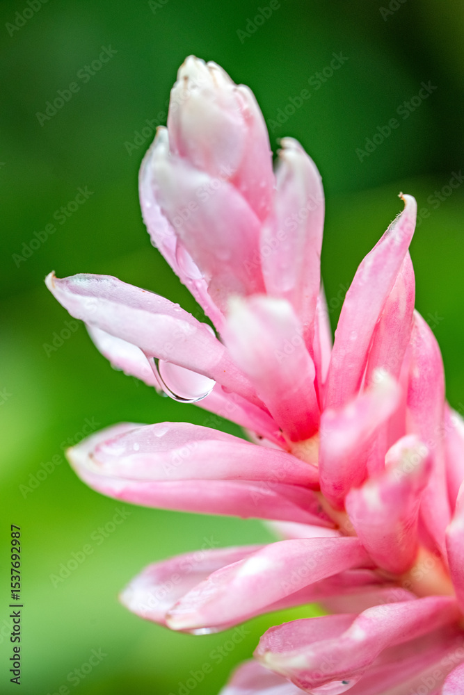 Pink and white flower with raindrops on its petals in a natural tropical setting Pink and white flower with raindrops on its petals in a natural tropical setting