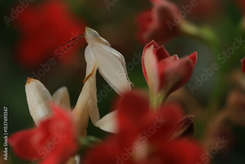 Orchid mantis (Hymenopus coronatus) It is known by various common names, including walking flower mantis, orchid-blossom mantid and orchid mantis.