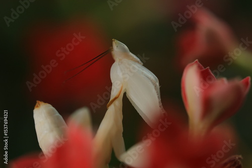 Orchid mantis (Hymenopus coronatus) It is known by various common names, including walking flower mantis, orchid-blossom mantid and orchid mantis.