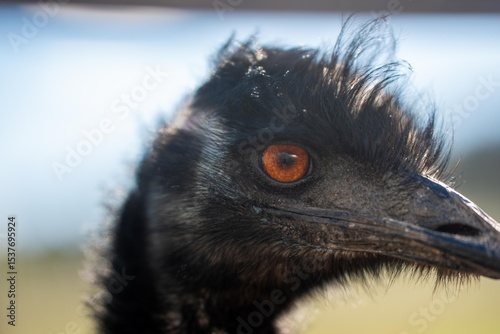 emu face close up. big bird eye in australia