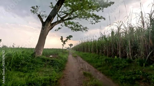 Driving on a sandy road with views of rice fields on the right and left of the road during heavy rain