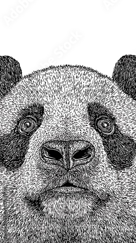 Close-up view of a panda's face.