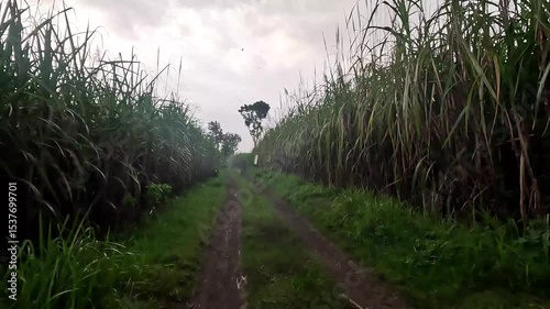 Driving on a sandy road with views of rice fields on the right and left of the road during heavy rain