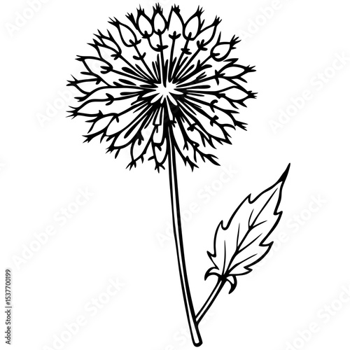 Dandelion Illustration