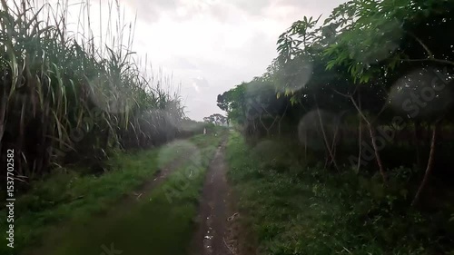 Driving on a sandy road with views of rice fields on the right and left of the road during heavy rain