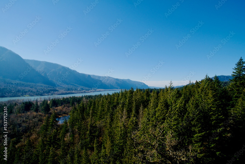 Obraz premium Aerial View of Columbia River, surrounded by massive pine trees under a clear blue sky. 